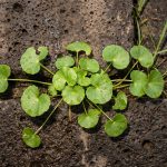 Wild centella asiatica with round, rain-wet leaves grows between dark volcanic stones