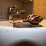A giant land snail glides along the wet rim of a white bathroom sink, leaving a glossy trail